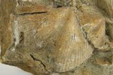 Fossil Brachiopod (Cyrtospirifer) Plate - Russia #322174-2